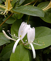 Lonicera%20japonica%2001.jpg