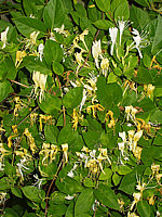 Lonicera%20japonica%2002.jpg