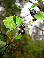 Lonicera%20japonica%2003.JPG