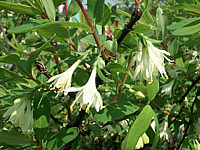Lonicera%20kamtschatica%20(caerulea)%20%20Blueten.JPG