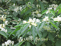 Lonicera%20maackii%20Blueten.JPG