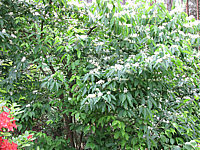 Lonicera%20maackii.JPG