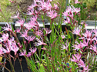 Lychnis%20flos-cuculi%2001.JPG