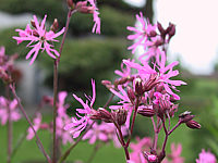 Lychnis%20flos-cuculi%20Bluetenmacro.JPG