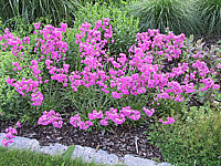 Lychnis%20viscaria%20Plena%20bluehend.jpg