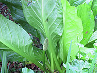 Lysichiton%20americanus%2001.JPG