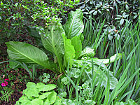 Lysichiton%20americanus%2002.JPG