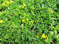 Lysimachia%20nummularia%2001.JPG