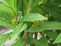 Lysimachia%20thyrsiflora.JPG