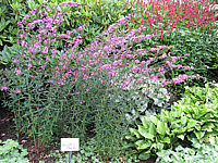 Lythrum%20virgatum%20Dropmore%20Purple.JPG