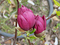 Magnolia%20Hybride%20Genie%2001.JPG