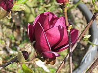 Magnolia%20Hybride%20Genie%2002.JPG