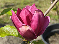 Magnolia%20Hybride%20Genie%2004.JPG