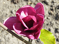 Magnolia%20Hybride%20Genie%2005.JPG