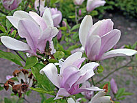 Magnolia%20Hybride%20George%20Henry%20Kern%2001.JPG