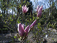 Magnolia%20Hybride%20George%20Henry%20Kern%2002.JPG