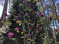 Magnolia%20Hybride%20Jurmagl%20(Black%20Tulip)%20001.JPG