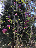 Magnolia%20Hybride%20Jurmagl%20(Black%20Tulip)%20002.JPG