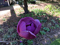 Magnolia%20Hybride%20Jurmagl%20(Black%20Tulip)%20Bluete%20im%20Schatten%20nah.JPG