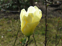 Magnolia%20Yellow%20River%202.jpg
