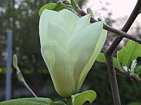 Magnolia%20Yellow%20River%204.JPG