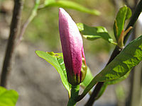 Magnolia%20fraseri%20Galaxy%20-%20geschlossen%2001.JPG