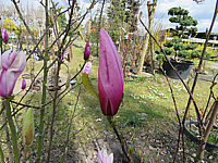 Magnolia%20fraseri%20Galaxy%20-%20geschlossen%2002.JPG