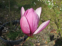 Magnolia%20fraseri%20Galaxy%2002.JPG