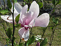 Magnolia%20fraseri%20Galaxy%2003.JPG