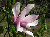 Magnolia%20fraseri%20Galaxy%2004.JPG