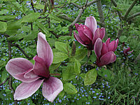Magnolia%20liliiflora%20Nigra%2001.JPG