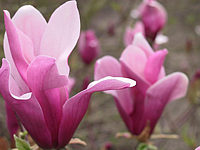 Magnolia%20liliiflora%20Nigra%2002.JPG