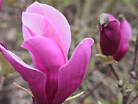 Magnolia%20liliiflora%20Nigra%2003.JPG
