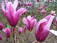 Magnolia%20liliiflora%20Nigra%2004.JPG