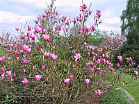 Magnolia%20liliiflora%20Nigra%2005.jpg