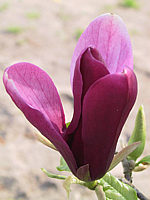 Magnolia%20liliiflora%20Nigra%2006.jpg