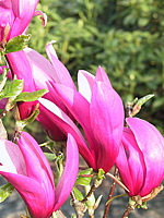 Magnolia%20liliiflora%20Nigra%2007.jpg
