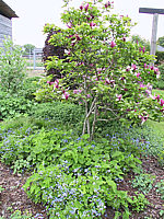 Magnolia%20liliiflora%20Nigra%2009.jpg