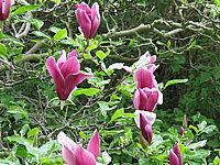 Magnolia%20liliiflora%20Nigra%2010.JPG