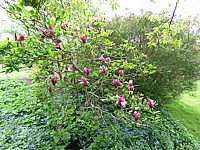 Magnolia%20liliiflora%20Nigra%2011.JPG