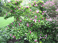 Magnolia%20liliiflora%20Nigra%2012.JPG