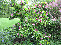 Magnolia%20liliiflora%20Nigra%2012b.JPG