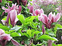 Magnolia%20liliiflora%20Nigra%2013.JPG