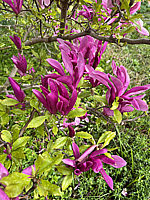 Magnolia%20liliiflora%20Susan%2001.jpg