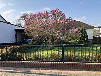 Magnolia%20liliiflora%20Susan%2003.JPG