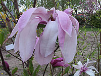 Magnolia%20liliiflora%20Susan%2005.jpg