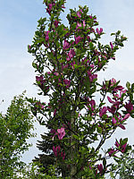 Magnolia%20liliiflora%20Susan%2007.JPG