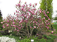 Magnolia%20liliiflora%20Susan%2008.JPG