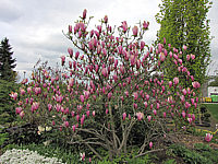 Magnolia%20liliiflora%20Susan%2009.JPG