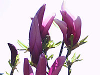 Magnolia%20liliiflora%20Susan%2022.JPG